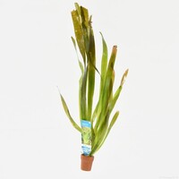 Vallisneria Giganthea | Reuze Moerasplant | in Terracotta Ring