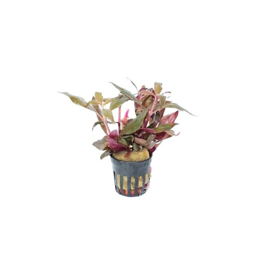 Alternanthera Rosaefolia | Rood Papegaaienblad | in Terracotta Pot
