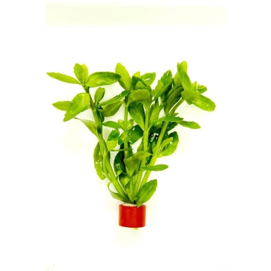 Bacopa  Caroliniana | Grofbladige bacopa | Terracotta Pot