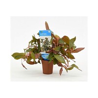 Ludwigia Repens Diamond Red in Terracotta Pot