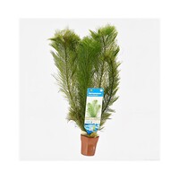 Myriophyllum Scabratum | Aarvederkruid | in Terracotta Pot