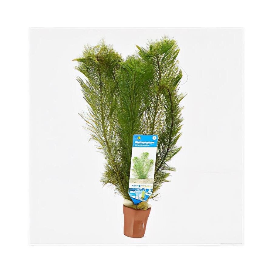 Myriophyllum Scabratum | Aarvederkruid | in Terracotta Pot