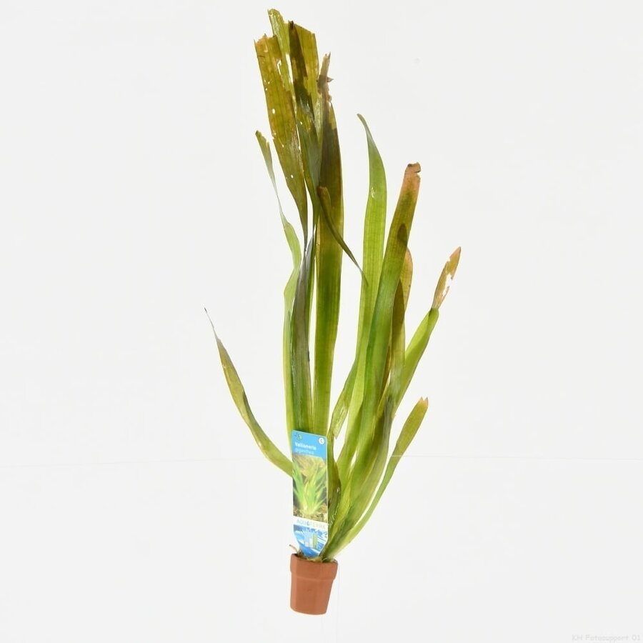 Vallisneria Giganthea | Reuze Moerasplant | in Terracotta Pot