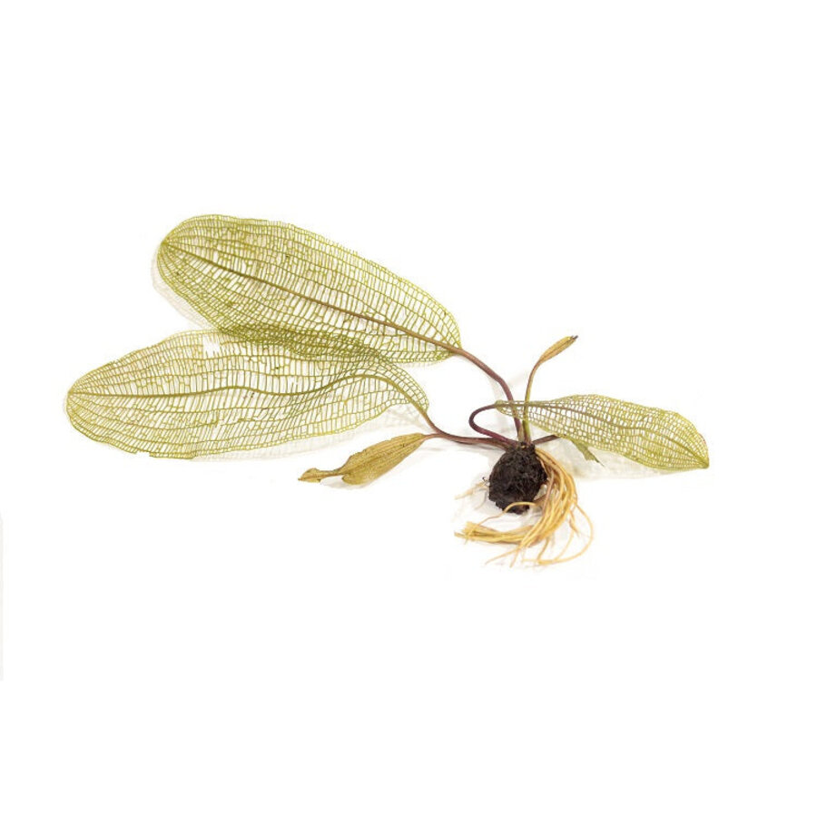 Aponogeton Madagascariensis | Gaasplant | Los