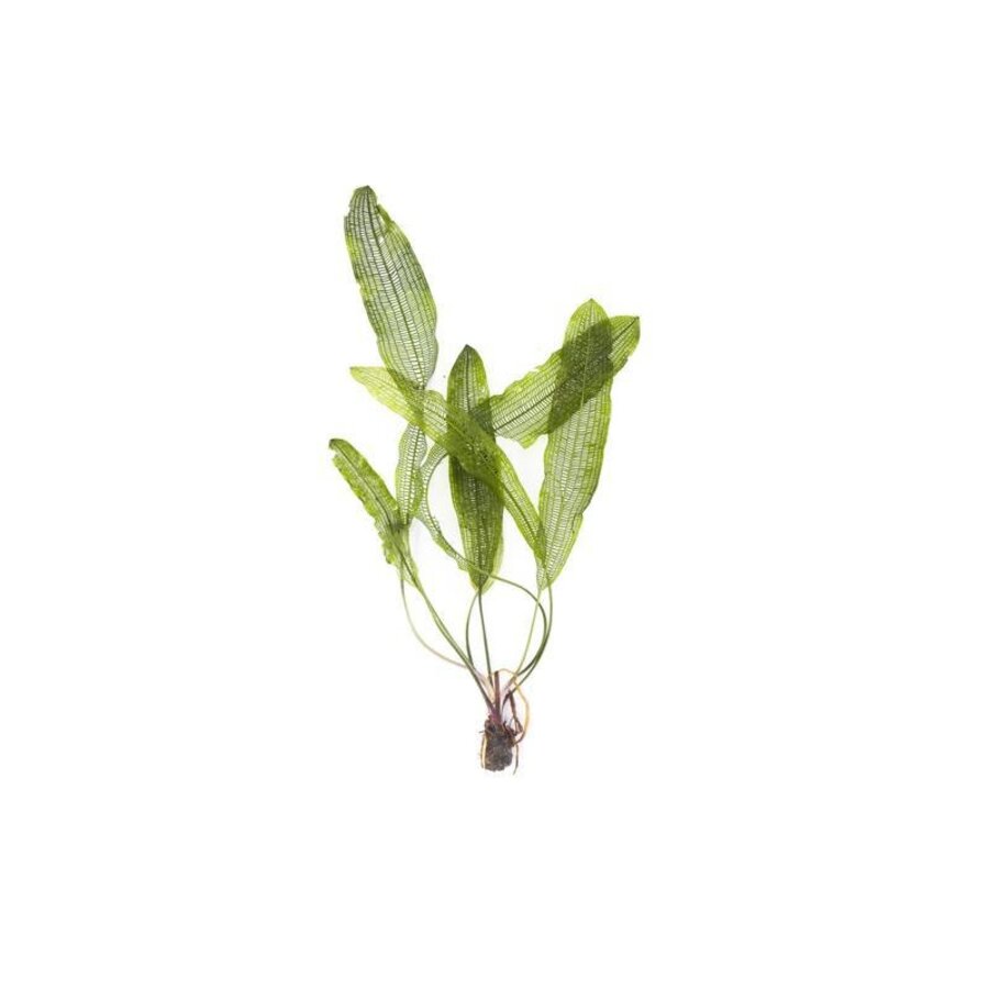 Aponogeton henkelianus | Smalle Gaasplant | Los