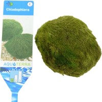 Chladophlora Mosbal L