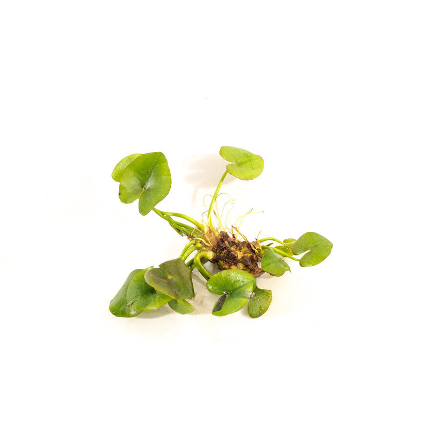 Nuphar Japonica Groen | Spatterdock | Los