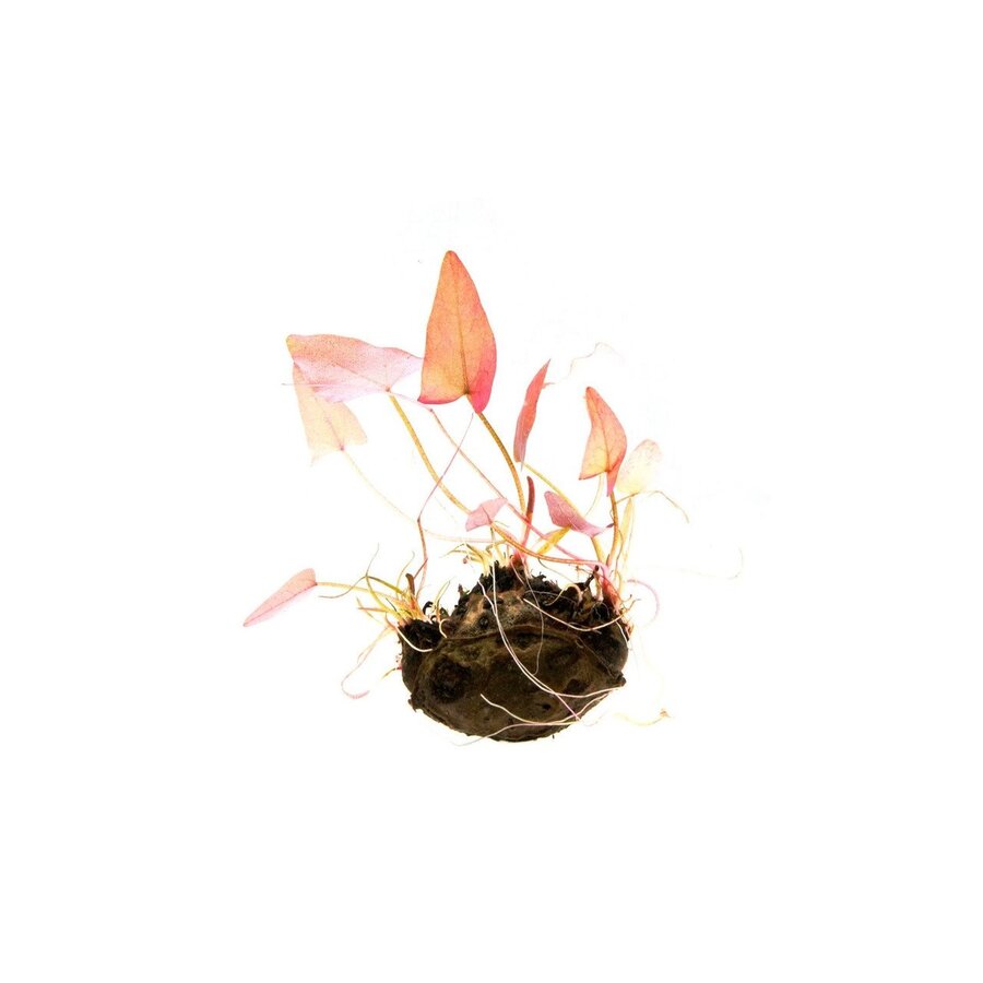 Nymphea stellata  Los