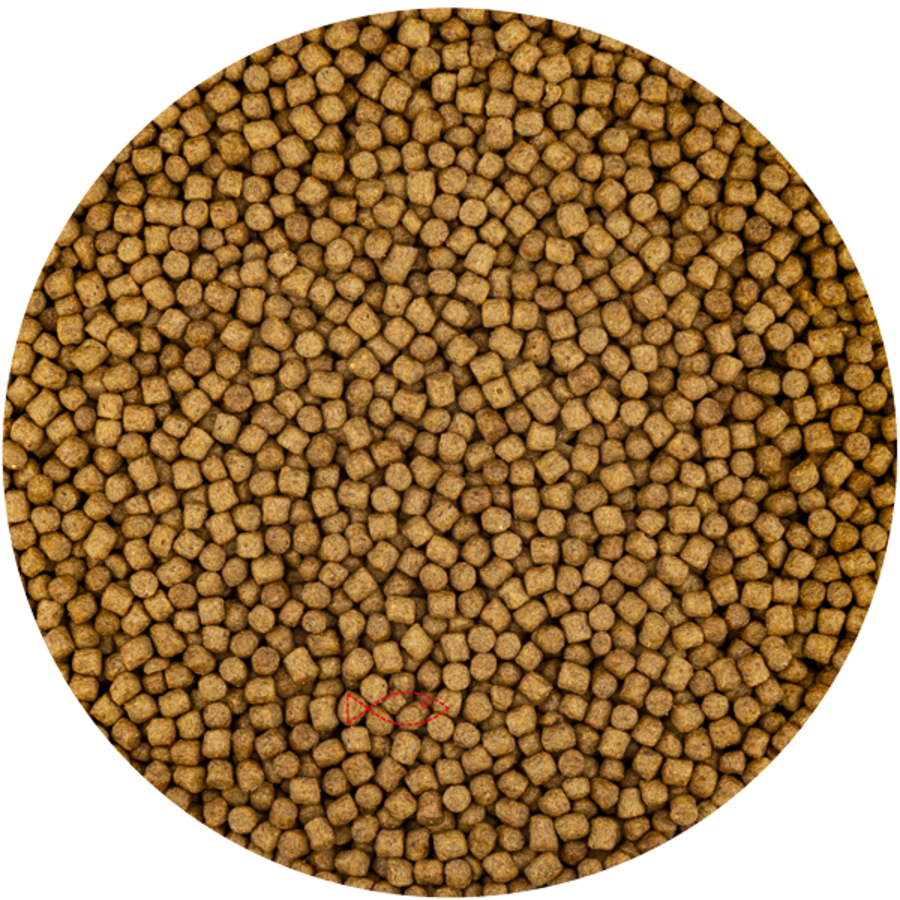 Wheat Germ drijvend koivoer