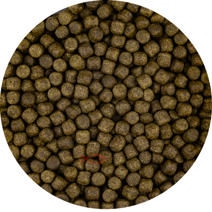Kleurvoer Spirulina voor koi