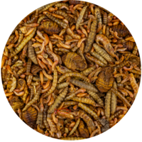 Koi Treats Mix natuurlijke insectensnack voor koi