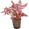 Alternanthera Cardinalis Variegata in 5 cm pot