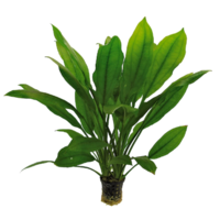 Echinodorus Bleheri | Grote Amazone zwaardplant | in 9cm pot