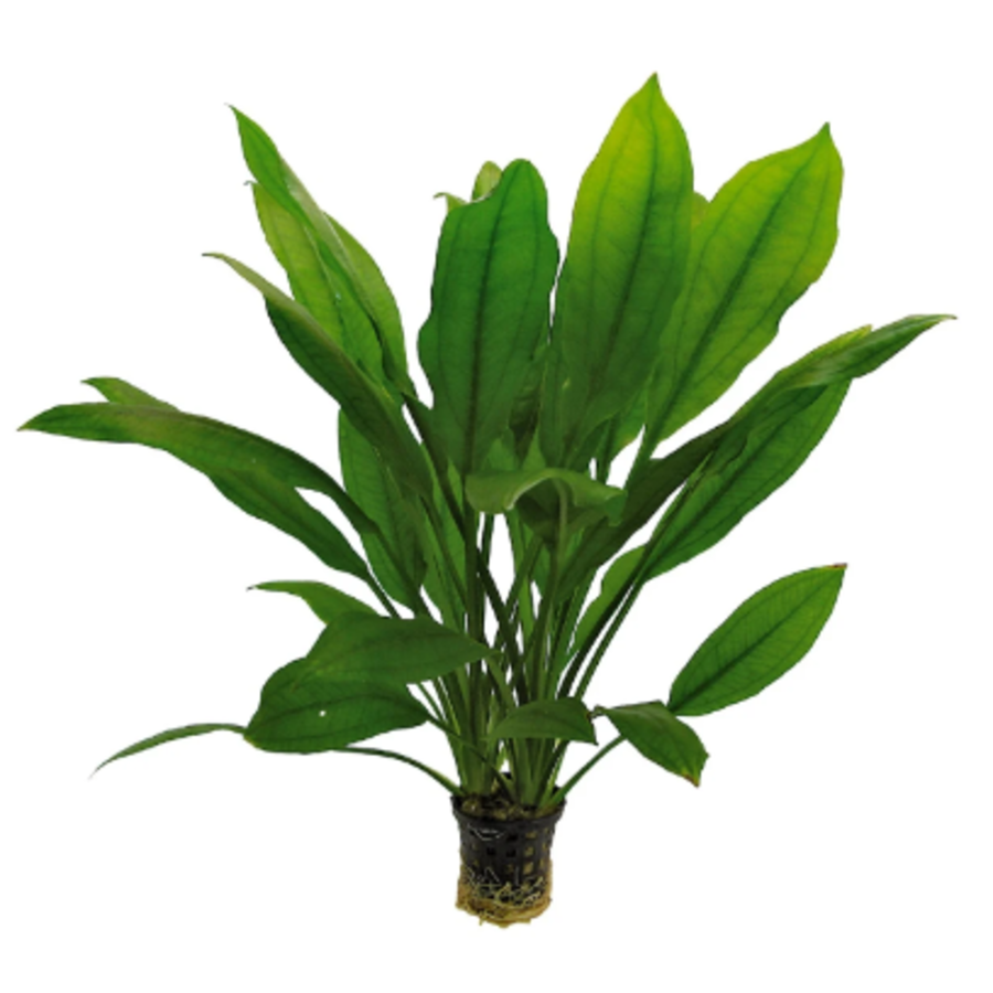 Echinodorus Bleheri | Grote Amazone zwaardplant | in 9cm pot