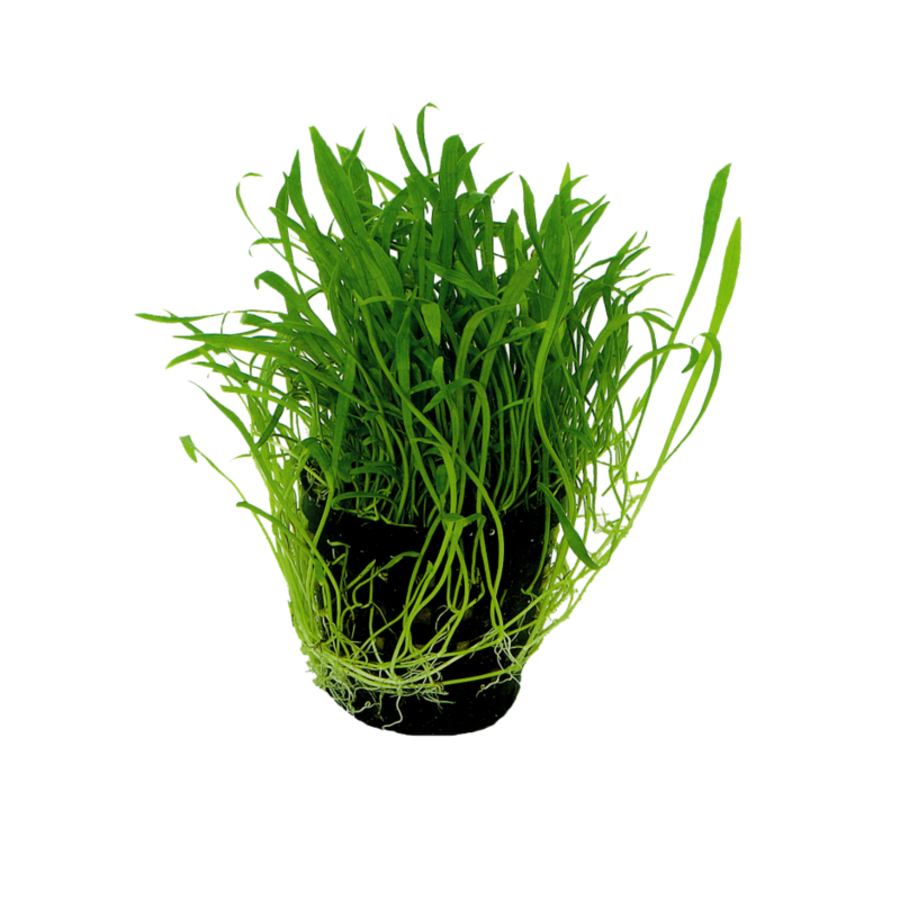 Lilaeopsis Novea Zealandia in 5 cm pot