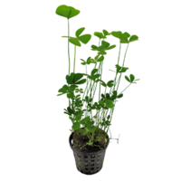 Marsilea Crenata | Klavertje Vier | in 5CM Pot