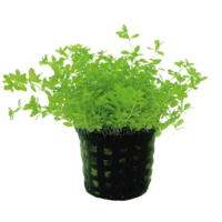 Micranthemum Micranthemoides | Amerikaans parelkruid | in 5 cm pot