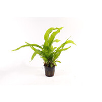 Microsorum Pteropus Latifolia | Javavaren | in 5 cm pot