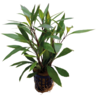 Hygrophila Corymbosa Thailand in 5 cm pot