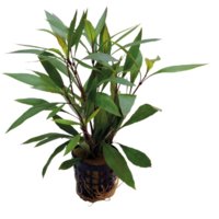 Hygrophila Corymbosa Thailand in 5 cm pot