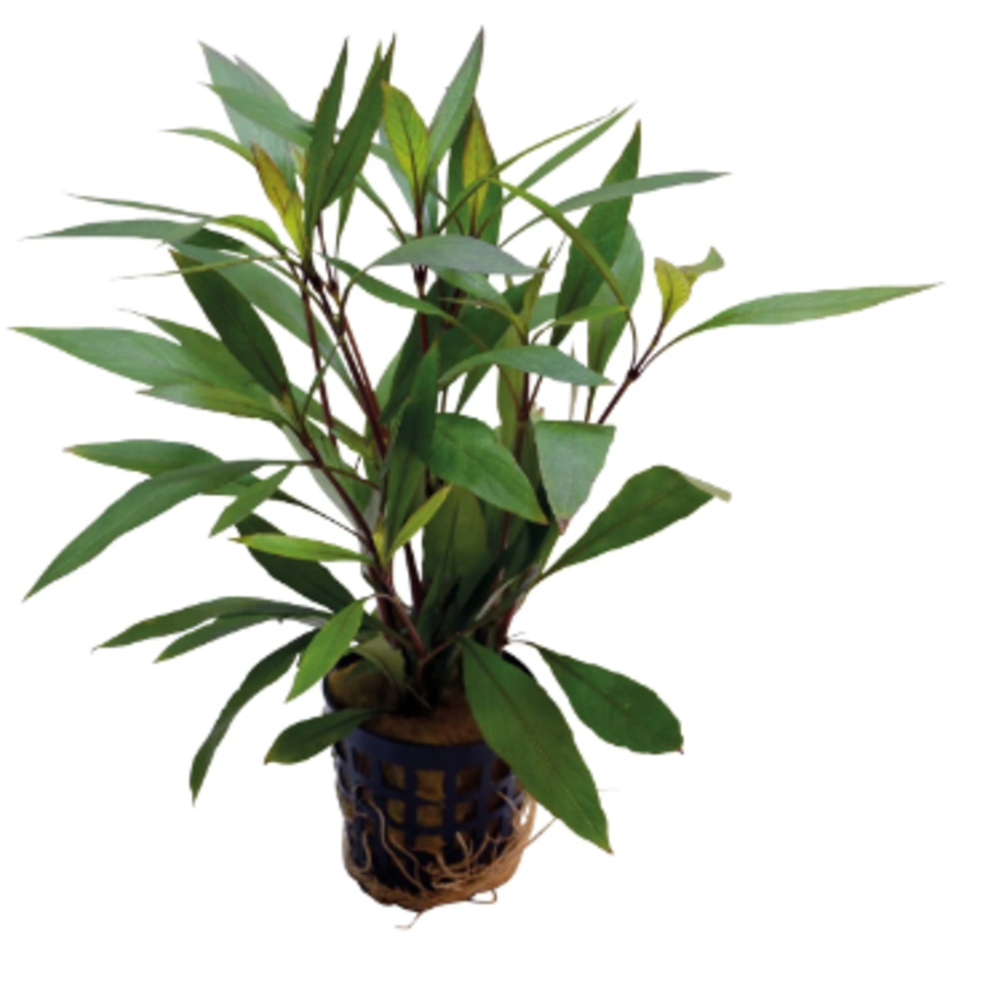 Hygrophila Corymbosa Thailand in 5 cm pot