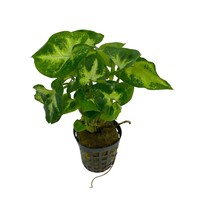 Syngonium Pixii in 5 cm pot