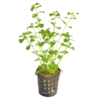 Bacopa Monnieri | Kleinbladige Bacopa | in 5 cm pot