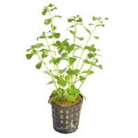 Bacopa Monnieri | Kleinbladige Bacopa | in 5 cm pot