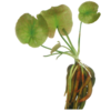 Nymphoides Aquatica | Banenenplant | Knolplant