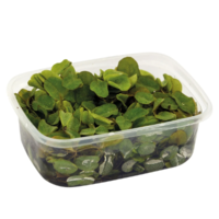 Phyllanthus | Fluitans | In Een Bakje