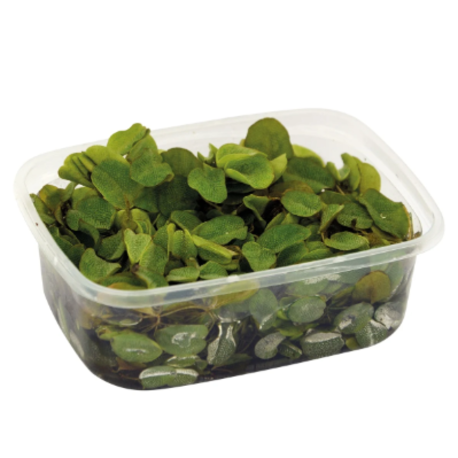 Phyllanthus | Fluitans | In Een Bakje