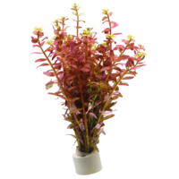 Rotala Indica Rood In Terracotta Ring