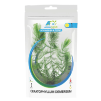 Ceratophyllum demersum | Ongedoornd Hoornblad | In Zak