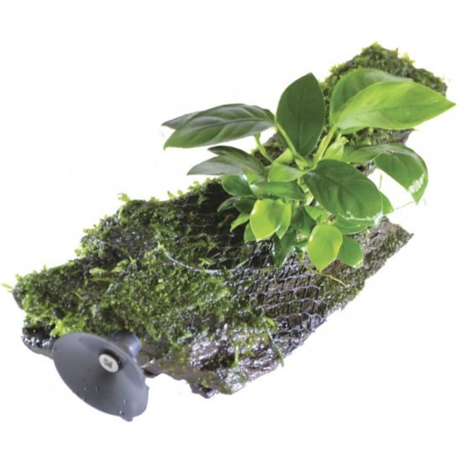 Zweef Hout met Anubias | Extra Small