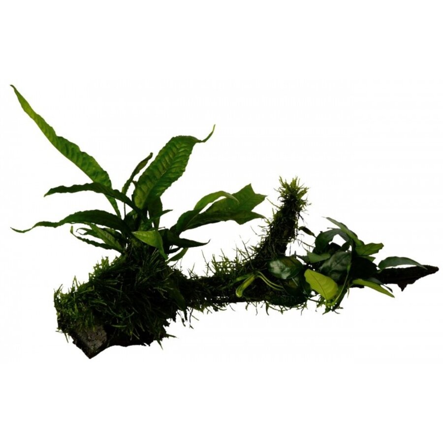 Hout met  Anubias Microsorum en Mos | Large