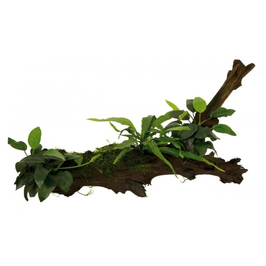 Hout met  Anubias Microsorum en Mos | Extra Large