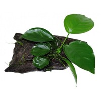 Hout met anubias | Extra Small