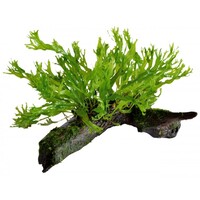 Hout met Microsorum Windelov | Javavaren | Extra Small