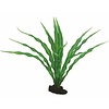 Plant Crinum 29CM