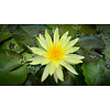 Nymphea Rhizome Yellow | Gele Waterlelie | Los