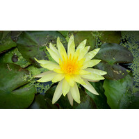Nymphaea Rhizome Yellow | Gele Waterlelie | Los