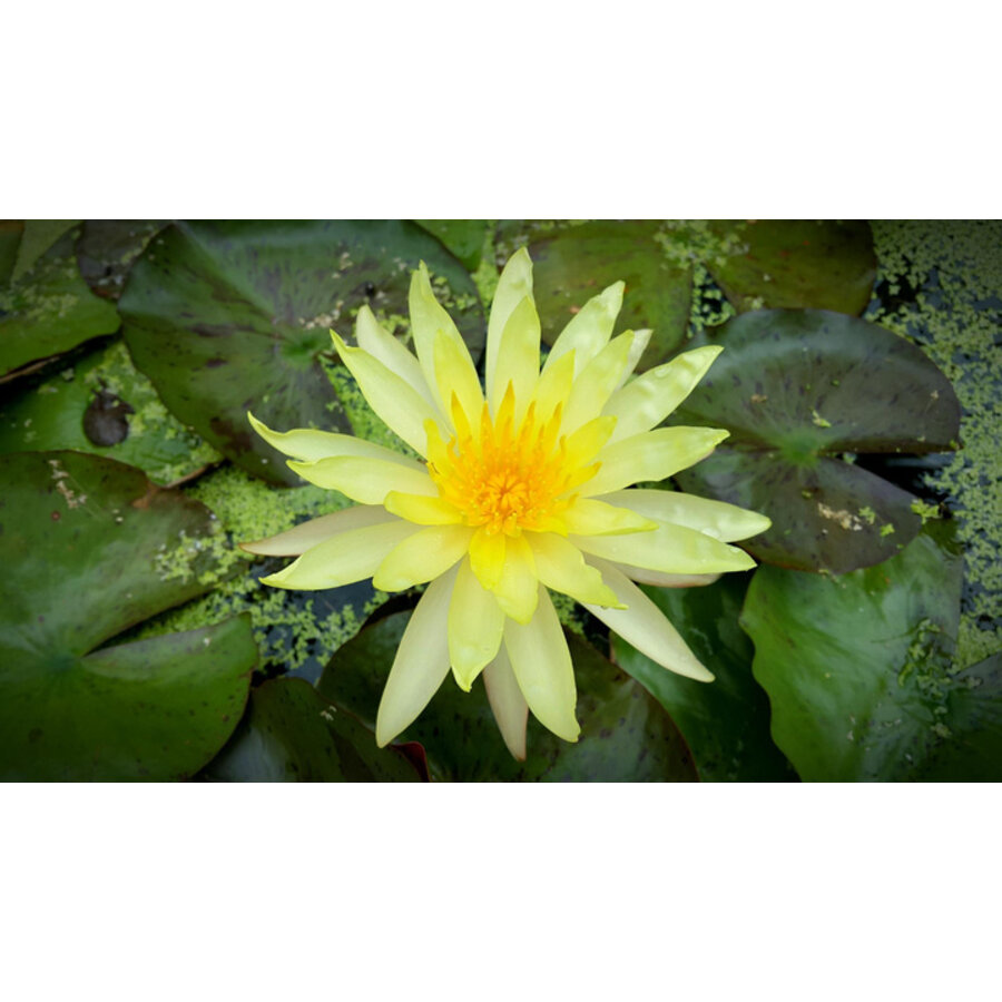 Nymphaea Rhizome Yellow | Gele Waterlelie | Los