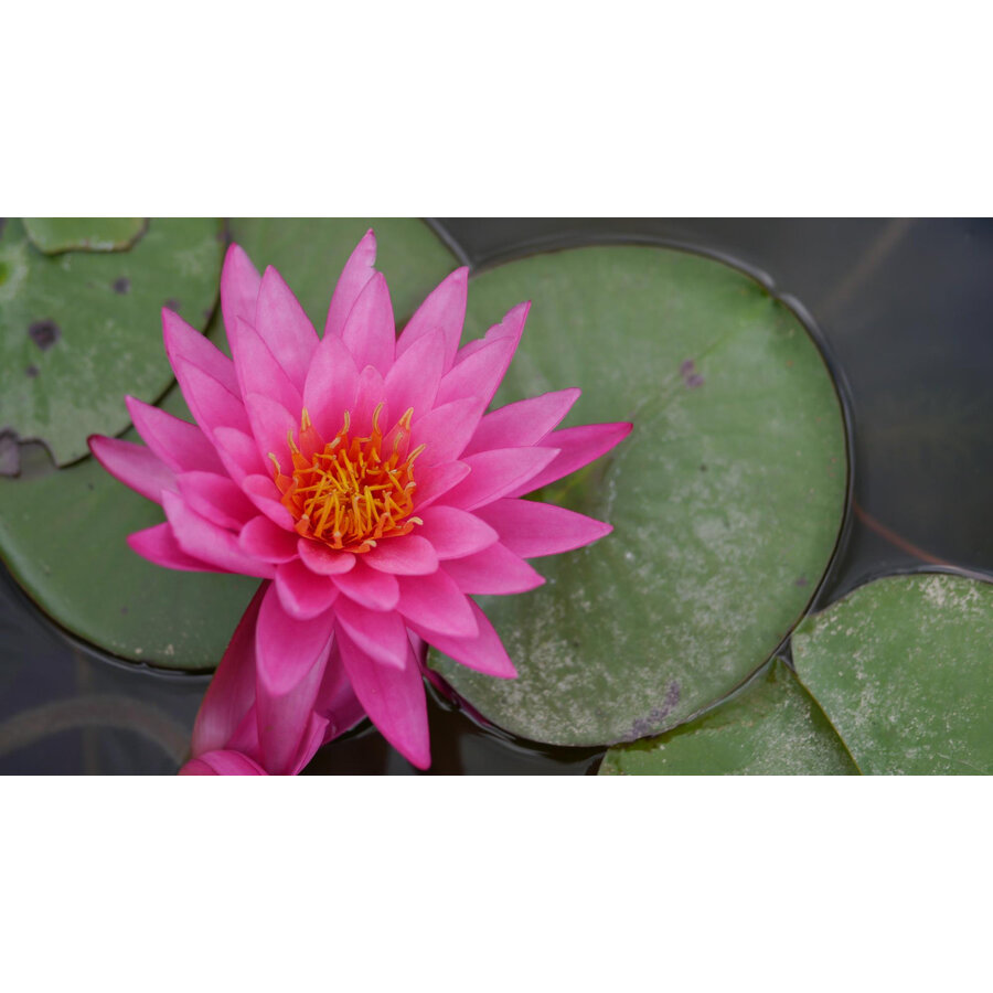 Nymphea Rhizome Pink | Roze Waterlelie | Los