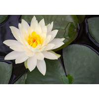 Nymphaea Rhizome White | Witte Waterlelie | Los