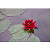 Nymphea Rhizome Red | Rood Waterlelie | Los