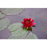 Nymphaea Rhizome Red | Rood Waterlelie | Los
