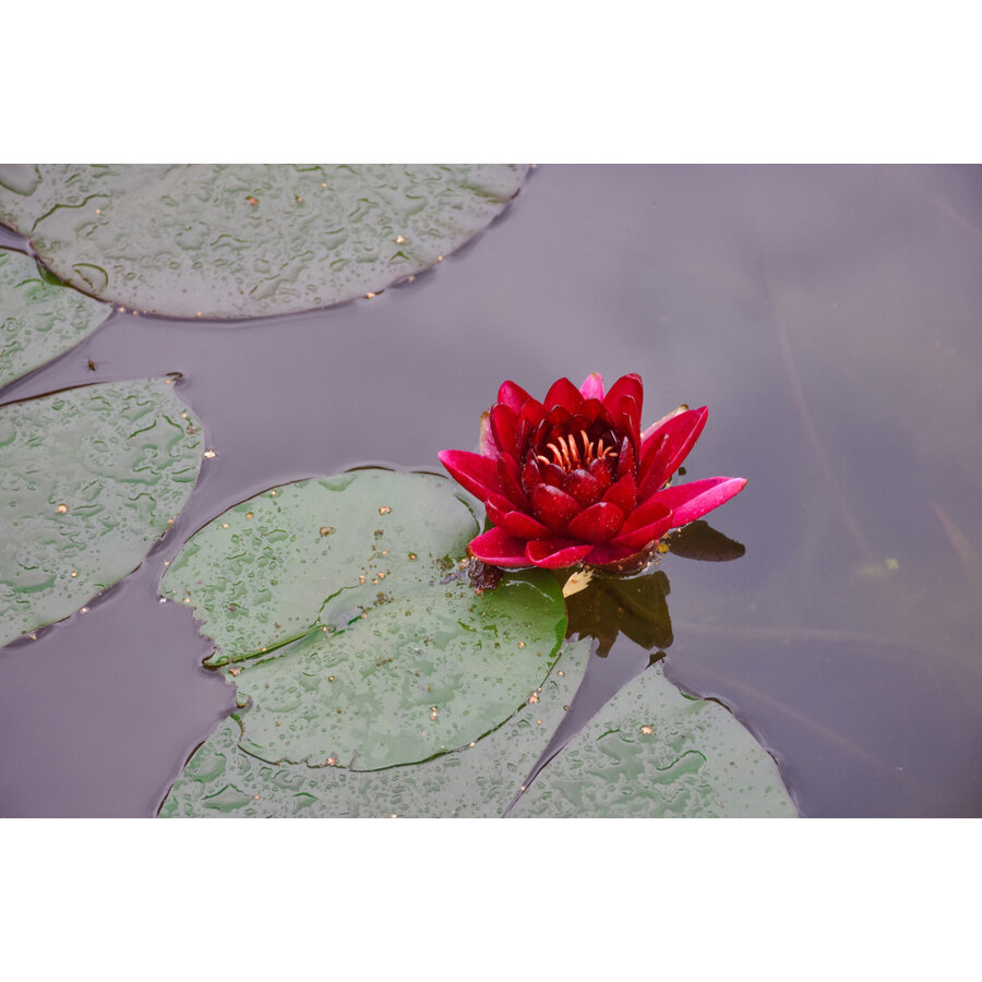 Nymphaea Rhizome Red | Rood Waterlelie | Los
