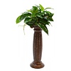 Deco Column Anubias