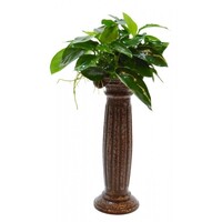 Deco Column Anubias