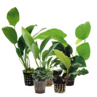 Anubias Mixed | Speerblad | in 14 cm pot